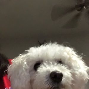 Meet your Posher, Lilian